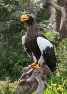 Steller's sea eagle perched tree stump in zoo