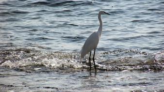 Beautiful and cute, white heron bird on the beach, with the waves