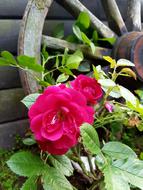 Ros Summer Rustic