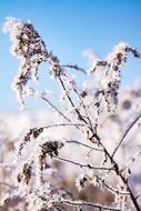 Winter Snow Nature