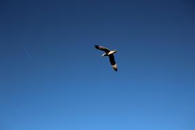 free flight of the bird against the background of the summer blue sky