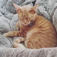 incredible Cat Blanket Fluffy