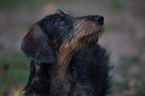 incredible Animal Dog Pet
