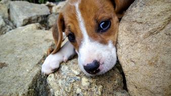 charming Puppy Cute