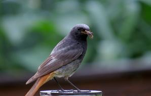 Beautiful and colorful, cute sparrow bird, at blurred background