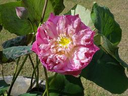 Lotus Blossom Bloom