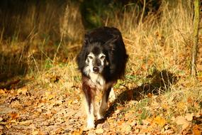 incredible Dog Border Herding