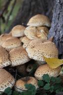 Nature Autumn Mushrooms