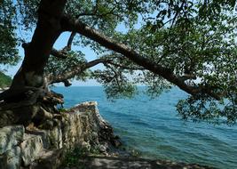 tree that has fallen over the lake