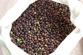 ripe coffee beans in a bag