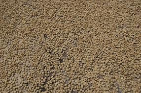grain yield background