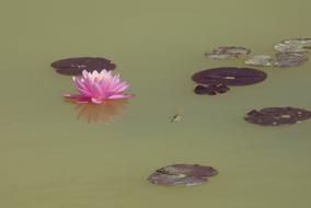 Flower Water Lily Aquatic Plant