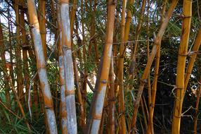 Bamboo Tree