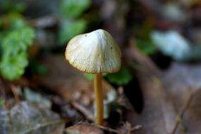 Mushroom Hat Laminar