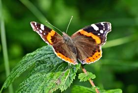 Close-up of the colorful and beautiful, patterned Admiral butterfly on the green plant with leaves