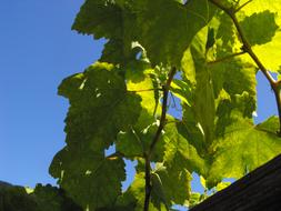 Grape Leaves Vine