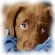 gorgeous sad dog