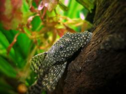 spotted catfish in the aquarium close up
