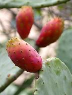 prickly red berries