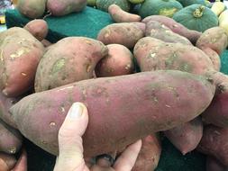 large potato fruits