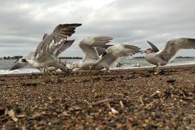 soaring wild gulls