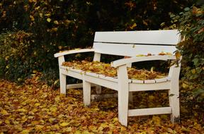 a white bench in autumn leaves