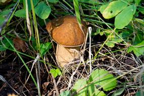 White Mushroom Nature Mushrooms