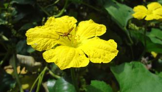 Pumpkin Blossom Flower Nature