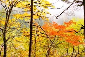 Maple Autumn