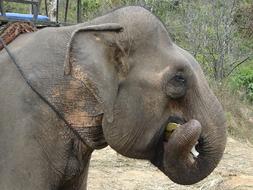 Profile portrait of the cute, colorful and beautiful elephant among the plants in Cambodia