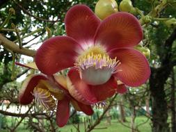 Flower Cannonball Pretty