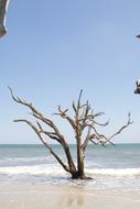 Beach Edisto South