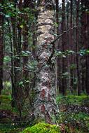 Birch Forest tree