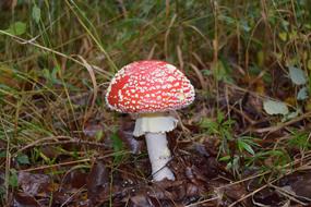 Fly Agaric Mushroom in Autumn