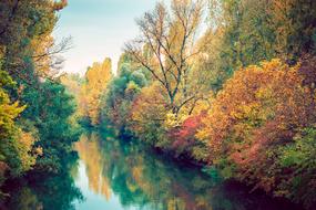 Autumn Green Forest