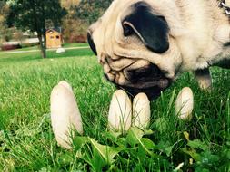 Pug Autumn Mushrooms