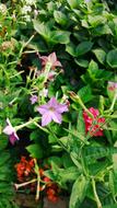 Green and colorful Garden Flowers