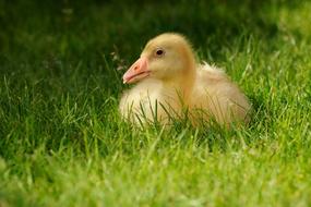 yellow duckling in green grass close-up on a blurred background