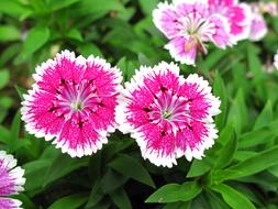 Dianthus Two Pink