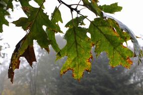 Leaves Tree Fog