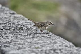 incredible Sparrow Bird Animal