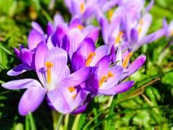 Flowers Crocus Spring