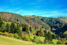 Black Forest Firs Deciduous