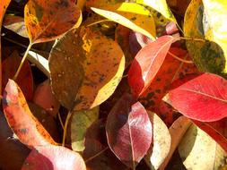 colored leaves in the garden are beautiful