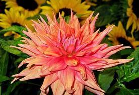 Dahlia Blossom Bloom