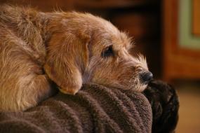 Brown Dog Animals on sofa