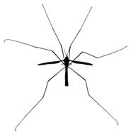 Crane fly, insect with long legs on a white background