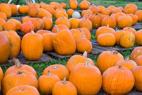 fresh pumpkins in the grass