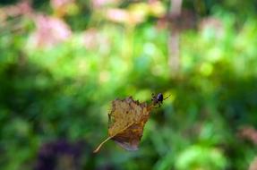 Summer Sheet Spider