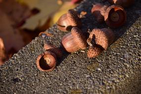 Acorns Seeds Close Up